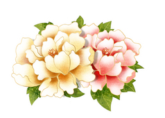 牡丹花開(kāi) 免費(fèi)高清PNG下載與欣賞指南