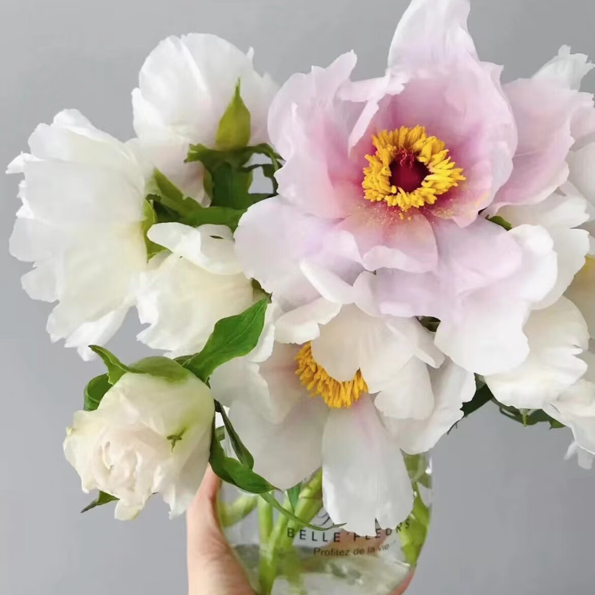 芍藥牡丹的凝望 不只是挽留花期，更是時光中優雅的安排